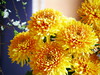 желтые хризантемы
