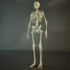 модель скелета