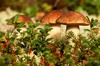 Выбраться в лес за грибами