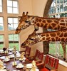 Завтрак с жирафами