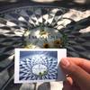 fuji instax mini film
