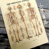 Постер строения скелета