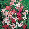 Hardy Gladiolus Mix