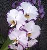 Орхидея Phalaenopsis Black Lightning Flash