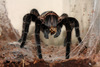 Brachypelma albopilosum