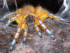 Harpactira pulchripes