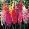 Gladiolus