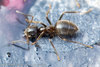 Lasius niger