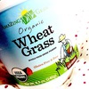 amazing grass wheat grass