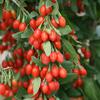 Goji berry plant