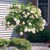 Hydrangea paniculata 'Grandiflora'