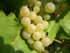 Riesling Kabinett