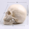 Skull Replica