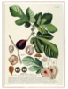 FICUS PLANTAE ART PRINT