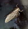Steampunk Cicada Bug Silver