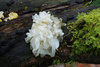 Маринованный белый древесный гриб