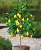 хочу лимонное дерево