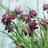 Seeds for Checkered lily (Fritillaria meleagris)