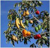 Обновить фруктовые деревья на даче