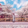 Япония в период цветения сакуры