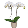 Белая орхидея в горшочке