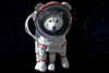 космическая собака