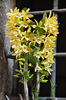 Комнатная орхидея