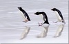 Поехать к пингвинам на полюс и пофоткать их в живую)