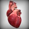 Значок "Сердце анатомическое"