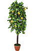Лимонное дерево от 80 см