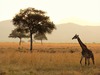 Travel to Africa