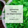 «Целебные травы на подоконнике» • Курс в записи