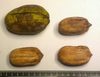 Гибридный орех Хикан - фото и описание, отзывы | Орехоплодный питомник