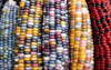 Купить семена Кукуруза ( Sweetcorn) Wades Giant Indian Flint Corn F1 в Москве: доставка семян по России и СНГ - интернет-магазин Сады Семирамиды