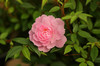 Роза миниатюрная Sweet Fairy - купить саженцы цветов в интернет-магазине Сады Семирамиды