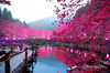 Побывать в Японии и увидеть цветение сакуры