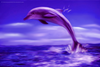 Увидеть розовых дельфинов