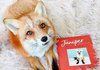 Книжка Juniper: The Happiest Fox