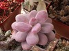 Пахифитум яйценосный (Pachyphytum oviferum)  суккулент лунный камень