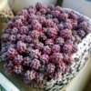 Sedum Dasyphyllum Opaline