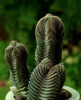 Crassula Buddha’s Temple или Crassula pyramidalis