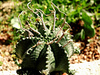 Euphorbia melophormis