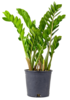 Замиокулькос (зеленое неубиваемое растение)