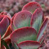 Flapjack Kalanchoe Tetraphylla