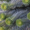 Euphorbia Myrsinites