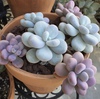 Graptopetalum Amethystinum