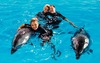 Заплыв с дельфинами