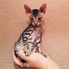 Кот сфинкс донской флок (велюровый)