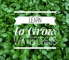 grow watercress at home