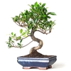 Ficus